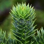 Araucaria araucana Leaf