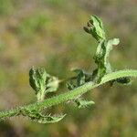 Jasione montana Leaf