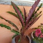 Calathea rufibarbaЛіст