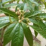 Solanum umbellatum Leaf