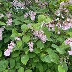 Syringa josikaea Flower