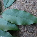 Diospyros abyssinica Blad