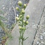 Conyza bonariensis 花