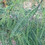 Sesbania sericea Leaf