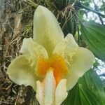 Stanhopea pseudoradiosa