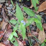 Commelina ensifolia 整株植物