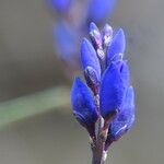 Polygala microphylla Fiore