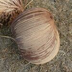 Attalea maripa Fruto