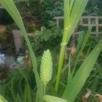 Phalaris canariensis Fruit