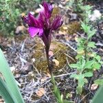 Anacamptis papilionacea Квітка