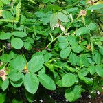 Rosa arvensis Foglia