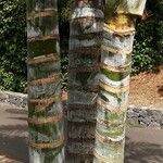 Dypsis pembana Kabuk