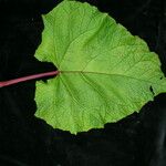 Rheum acuminatum Leaf