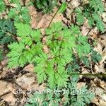 Physospermum cornubiense Leaf