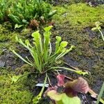 Sarracenia flavaLeaf