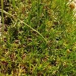 Armeria pinifolia Hoja