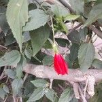 Malvaviscus arboreus Blüte