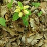 Lamium galeobdolonBlatt