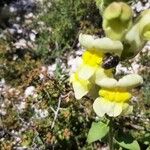 Antirrhinum latifolium Flor