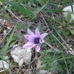 Anemone hortensis Blomst