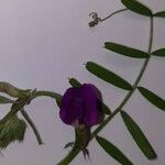 Vicia sativa Flower