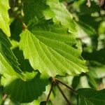Viburnum recognitum Leaf