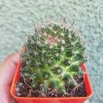 Mammillaria wrightii ഇല