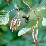 Alnus glutinosa Alia
