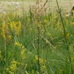 Thalictrum simplex Natur