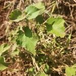 Abutilon grandiflorum Folla