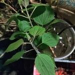 Boehmeria cylindrica Листок