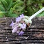 Lavandula dentata 花