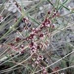 Cuscuta epithymum 花
