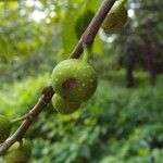 Ficus lateriflora Fruct