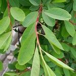 Exochorda × macrantha Leaf