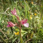 Anacamptis papilionacea Hábito