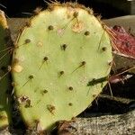 Opuntia aciculata Ліст