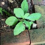 Nicotiana tabacumLeaf