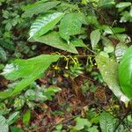 Dorstenia africana Blad