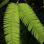 Mimosa xanthocentra List