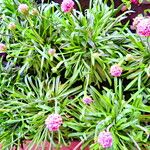 Armeria pseudarmeria Tervik taim