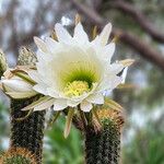 Soehrensia spachiana Flower