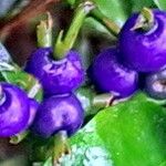 Psychotria suterella Fruto