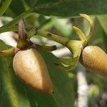 Rhizophora mangle Fruit