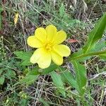 Oenothera parvifloraCvet