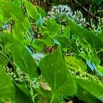 Chromolaena collina Flor