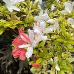Rhododendron arborescens ᱵᱟᱦᱟ
