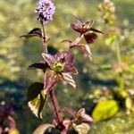 Mentha aquaticaFlower