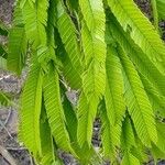 Pentaclethra eetveldeana Leaf