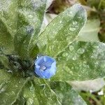 Echium parviflorumFlor